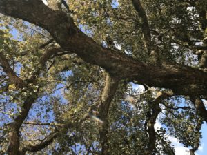 樹齢８５０年の単木の楠の木